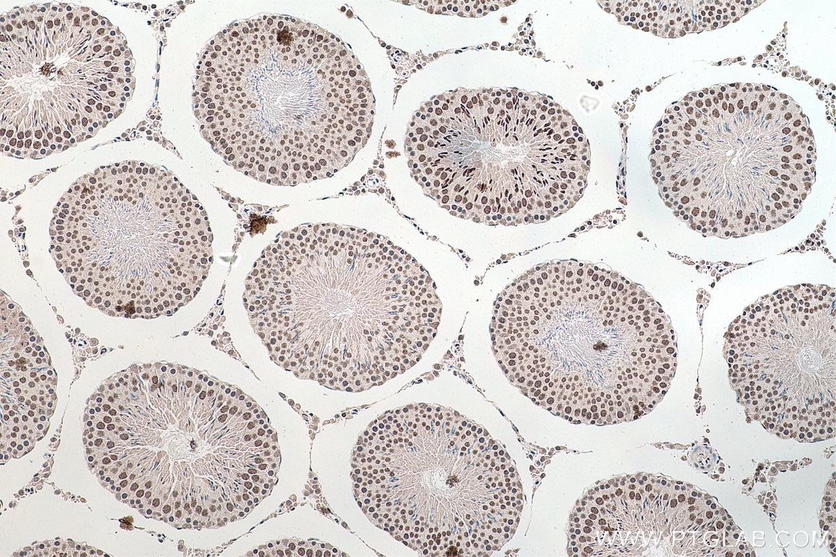 Immunohistochemical analysis of paraffin-embedded rat testis tissue slide using KHC0175 (ALY IHC Kit).