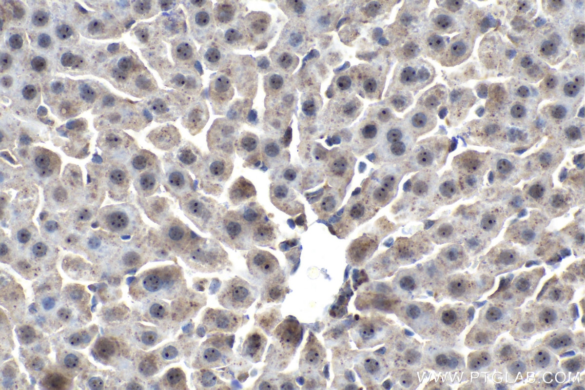 Immunohistochemical analysis of paraffin-embedded rat liver tissue slide using KHC1505 (ANG IHC Kit).