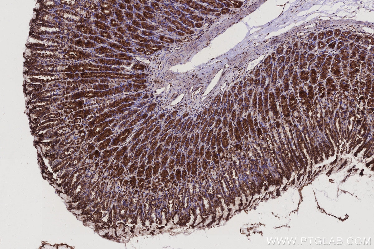 Immunohistochemical analysis of paraffin-embedded rat stomach tissue slide using KHC3104 (ANKRD54 IHC Kit). Immunohistochemical analysis of paraffin-embedded rat stomach tissue slide using KHC3104 (ANKRD54 IHC Kit).