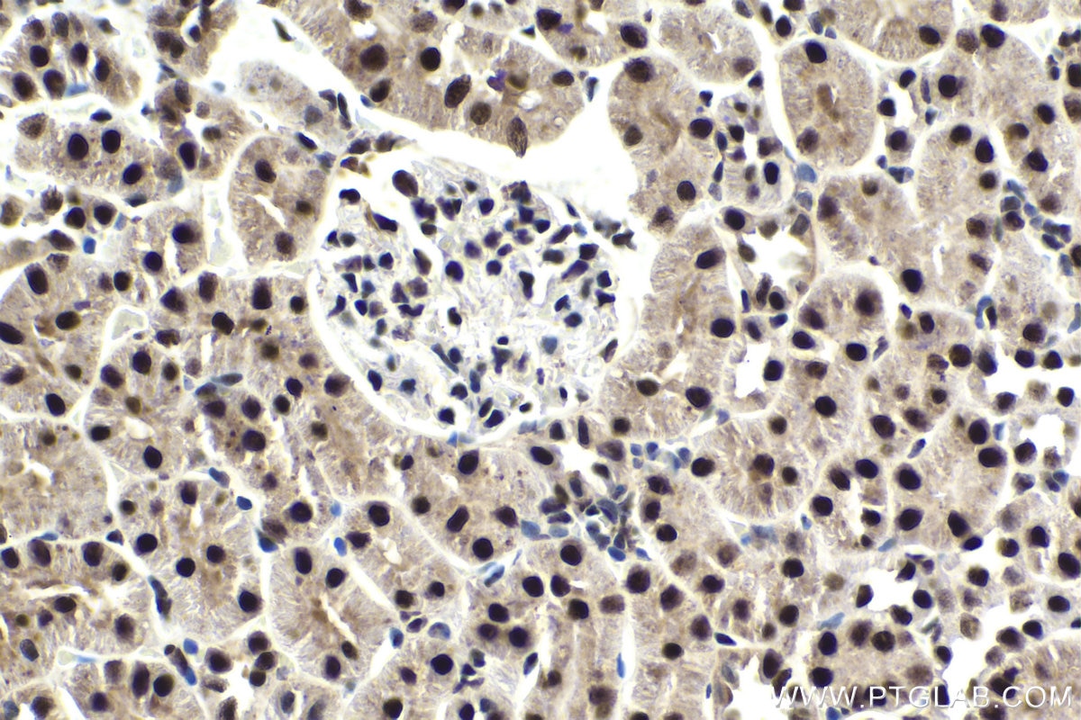 Immunohistochemical analysis of paraffin-embedded rat kidney tissue slide using KHC1850 (ANP32B IHC Kit).