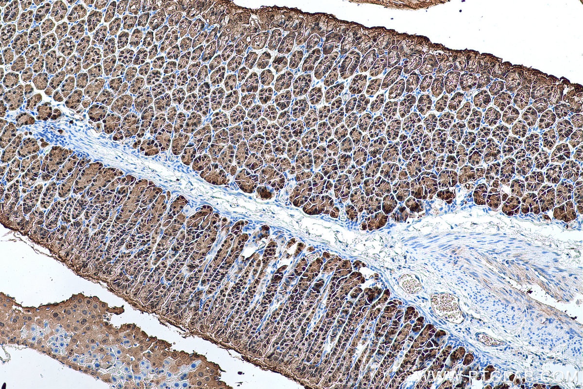 Immunohistochemical analysis of paraffin-embedded mouse stomach tissue slide using KHC0692 (ANXA10 IHC Kit).