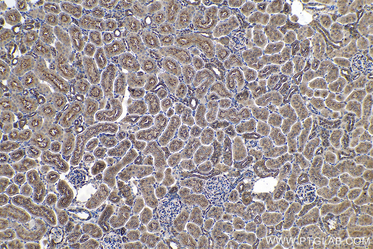 Immunohistochemical analysis of paraffin-embedded rat kidney tissue slide using KHC0708 (ANXA11 IHC Kit).