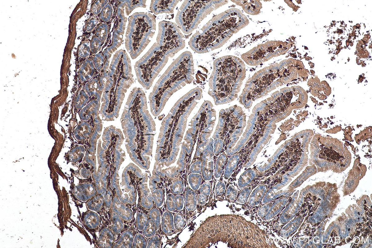 Immunohistochemical analysis of paraffin-embedded mouse small intestine tissue slide using KHC0561 (ANXA6 IHC Kit).