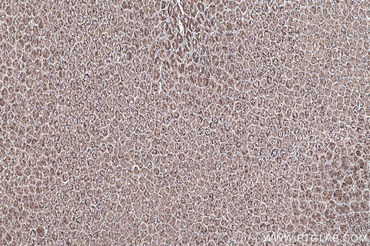 Immunohistochemical analysis of paraffin-embedded rat stomach tissue slide using KHC0281 (ANXA7 IHC Kit).