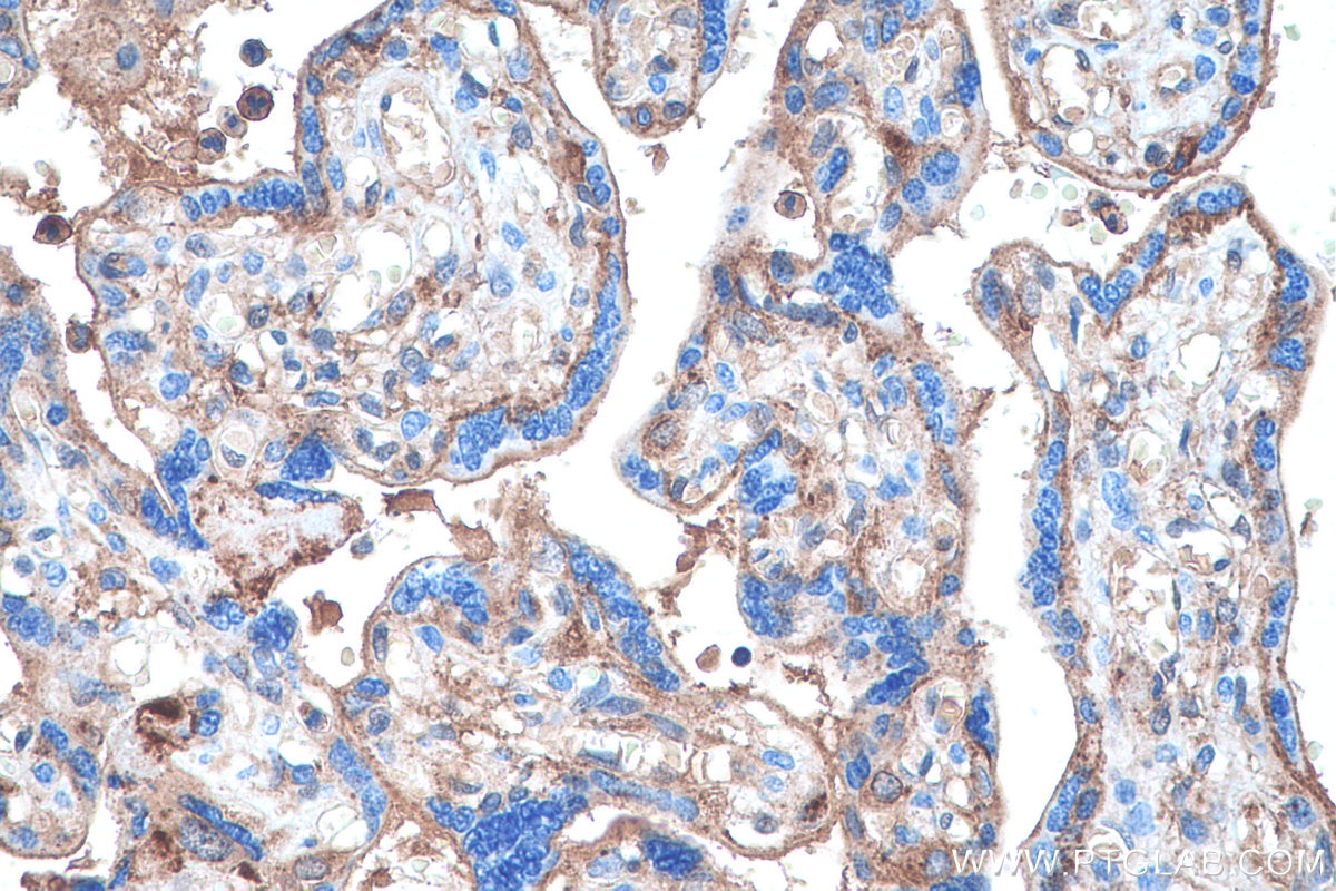 Immunohistochemical analysis of paraffin-embedded human placenta tissue slide using KHC0281 (ANXA7 IHC Kit).