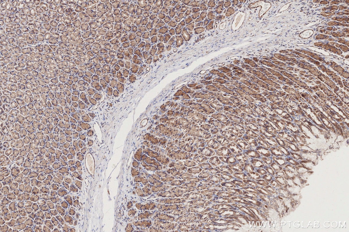 Immunohistochemical analysis of paraffin-embedded rat stomach tissue slide using KHC2762 (APBB2 IHC Kit).