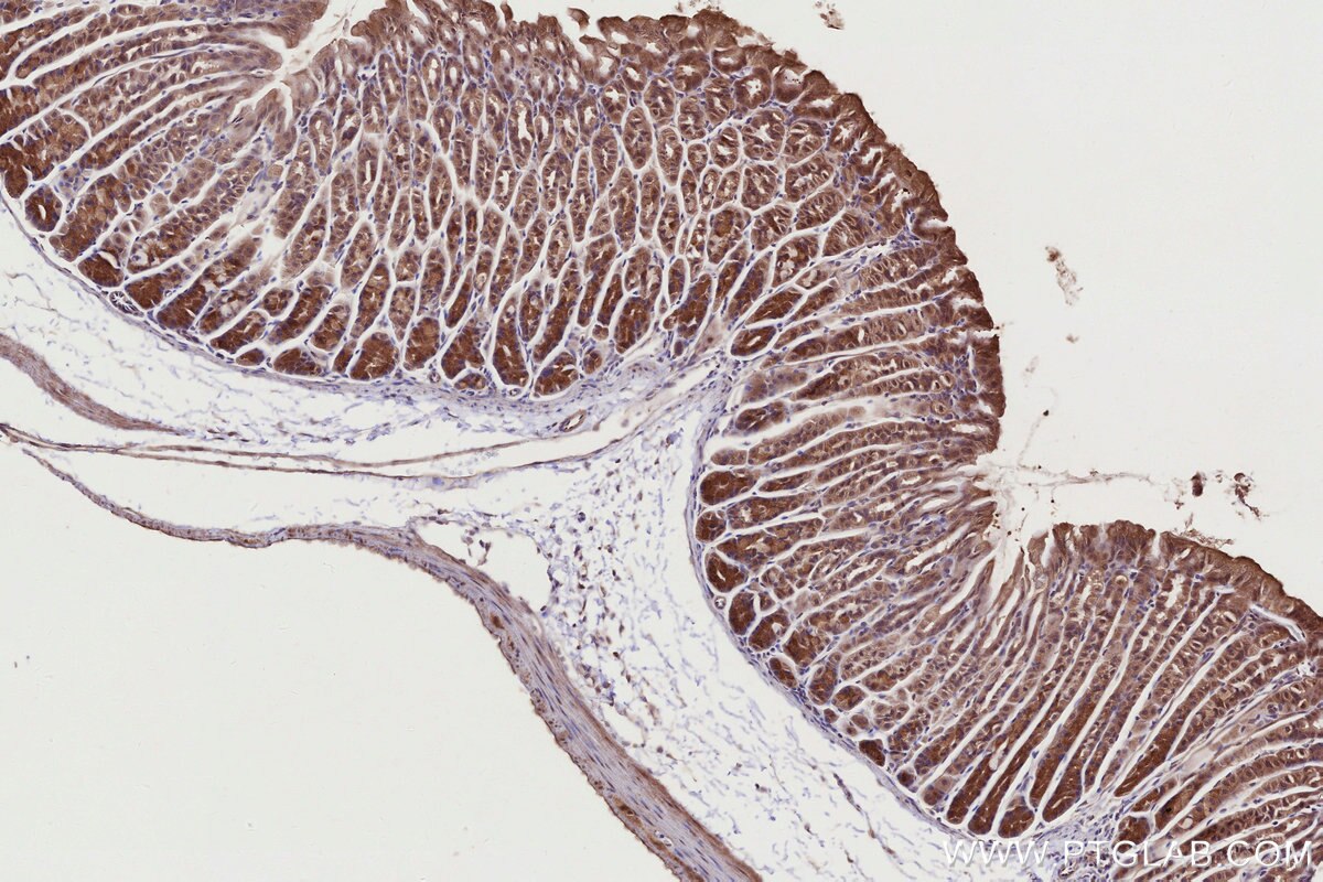 Immunohistochemical analysis of paraffin-embedded mouse stomach tissue slide using KHC2762 (APBB2 IHC Kit).