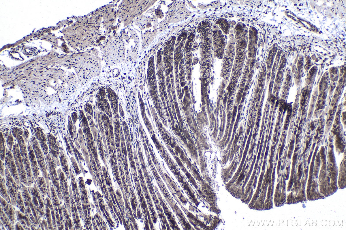Immunohistochemical analysis of paraffin-embedded mouse stomach tissue slide using KHC1351 (APC2 IHC Kit).