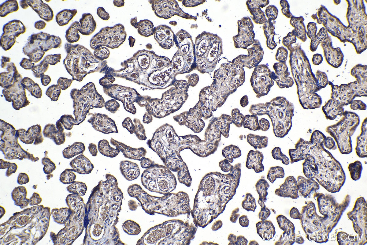 Immunohistochemical analysis of paraffin-embedded human placenta tissue slide using KHC1114 (APLP2 IHC Kit).