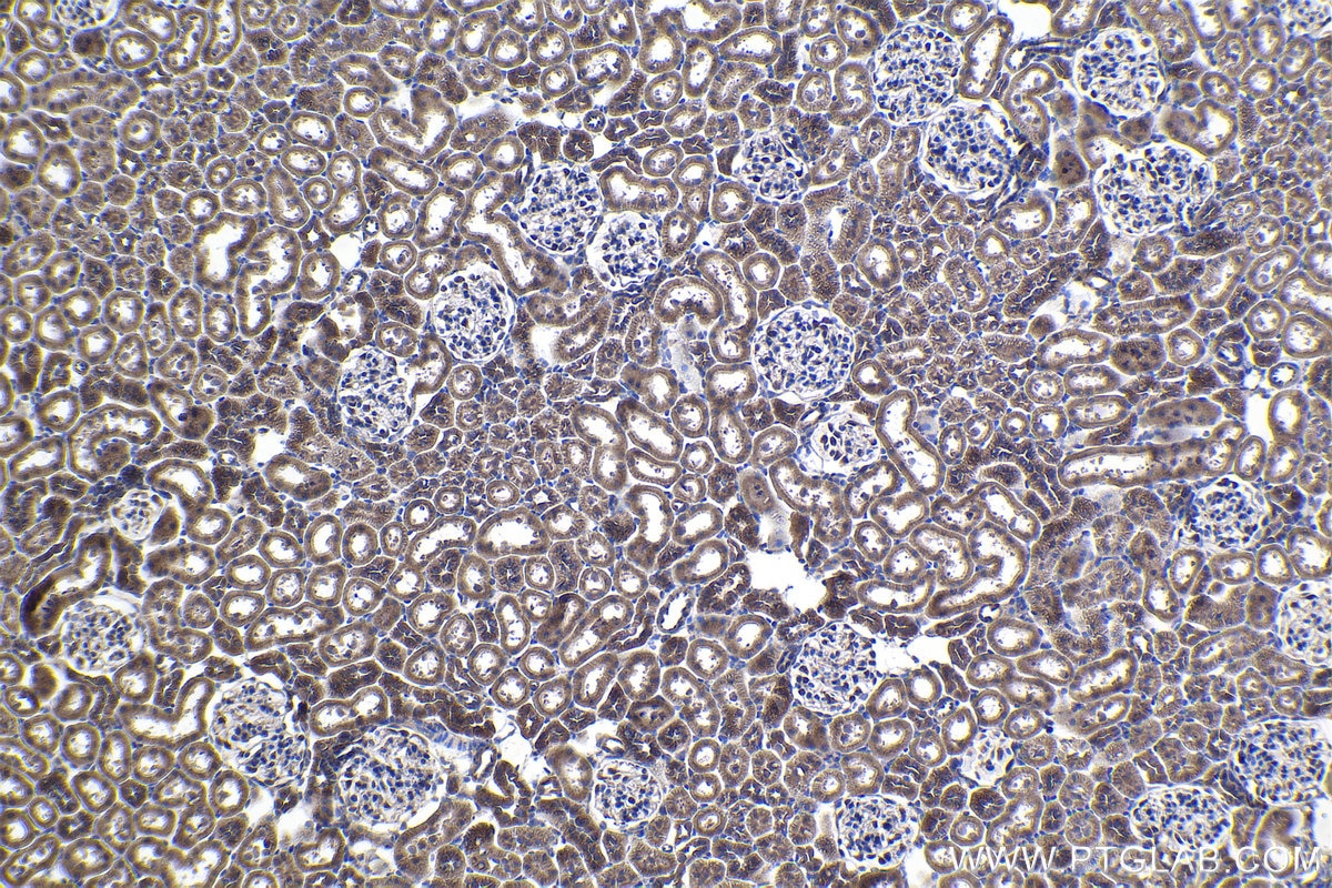 Immunohistochemical analysis of paraffin-embedded rat kidney tissue slide using KHC1114 (APLP2 IHC Kit).