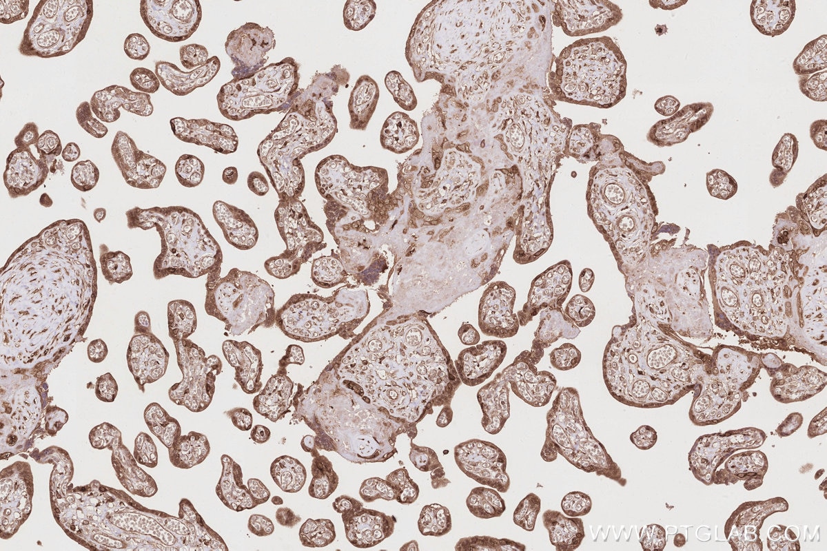 Immunohistochemical analysis of paraffin-embedded human placenta tissue slide using KHC2854 (APOL2 IHC Kit).