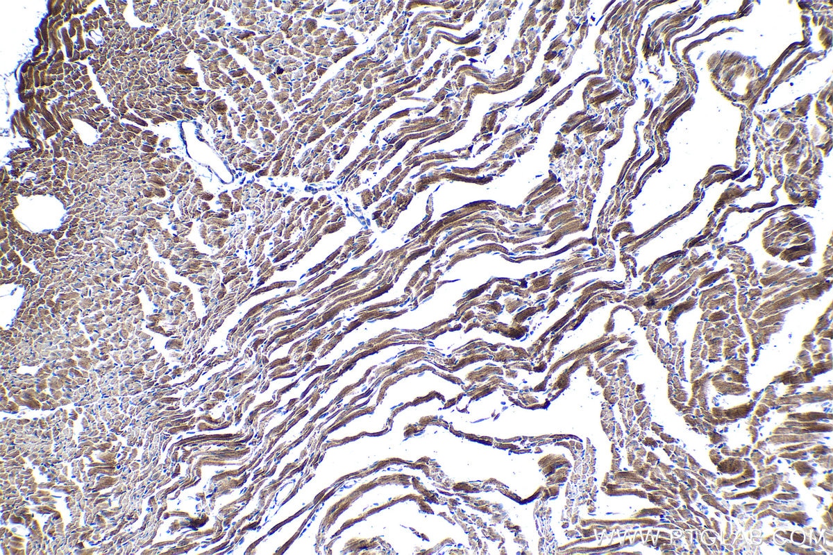 Immunohistochemical analysis of paraffin-embedded mouse heart tissue slide using KHC1352 (APOOL IHC Kit).