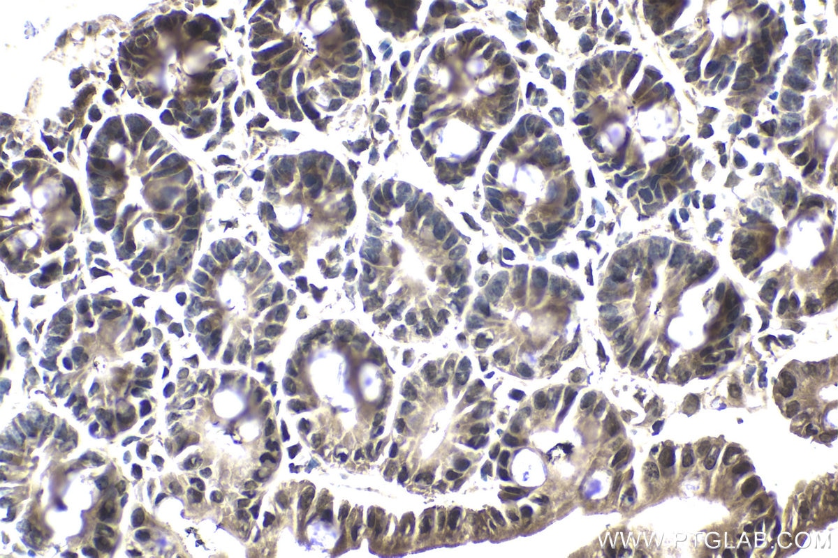 Immunohistochemical analysis of paraffin-embedded mouse small intestine tissue slide using KHC1837 (APPL2 IHC Kit).
