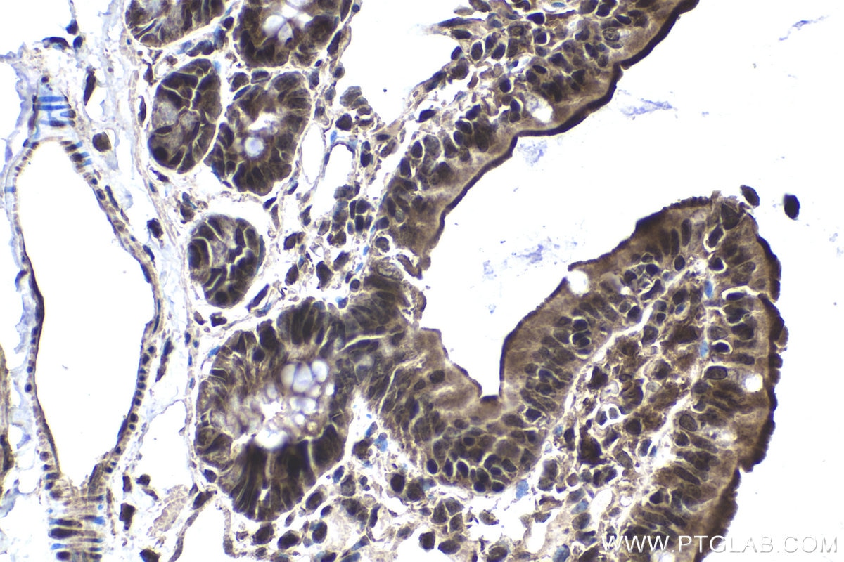 Immunohistochemical analysis of paraffin-embedded rat small intestine tissue slide using KHC1837 (APPL2 IHC Kit).