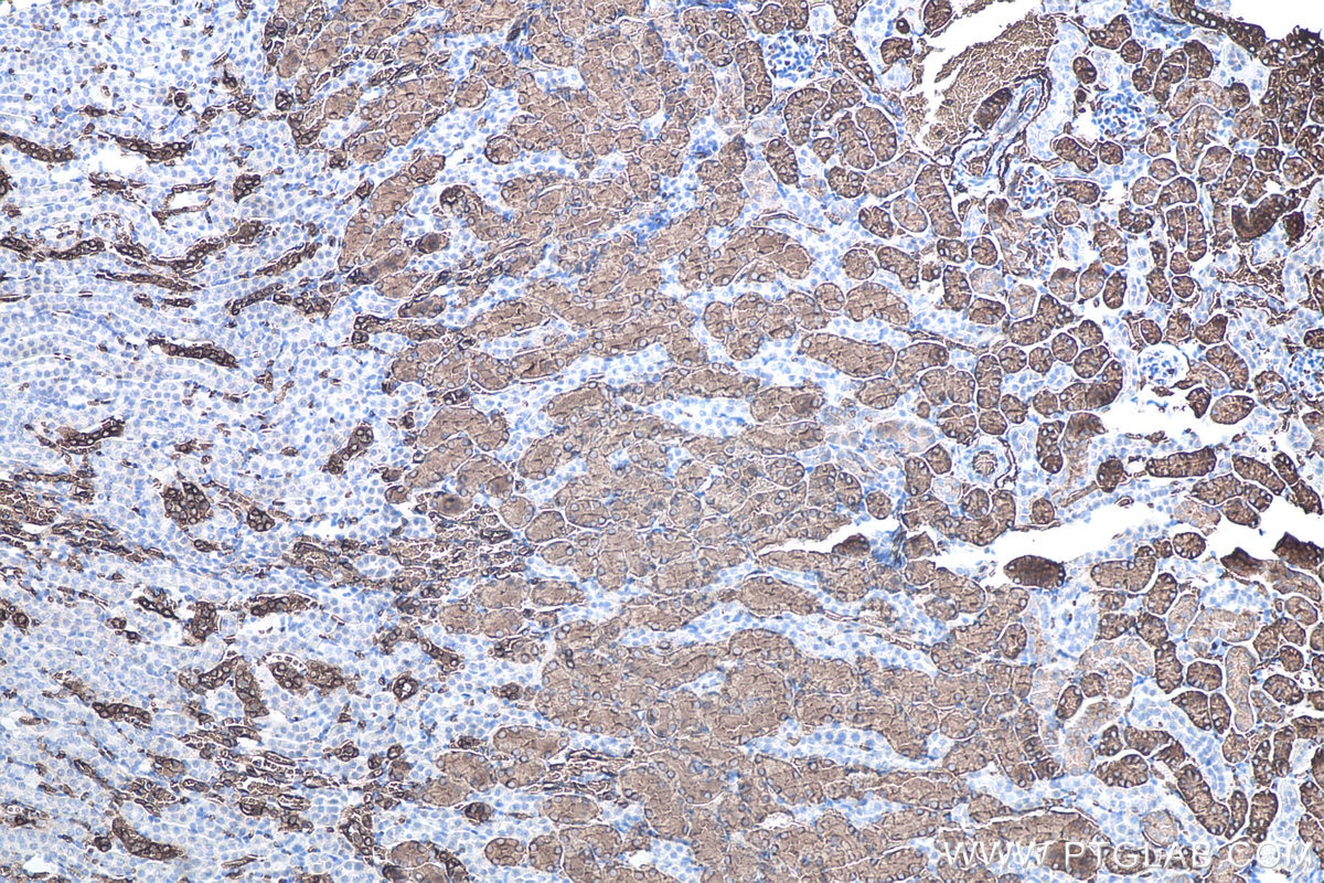 Immunohistochemical analysis of paraffin-embedded mouse kidney tissue slide using KHC0083 (AQP1 IHC Kit).