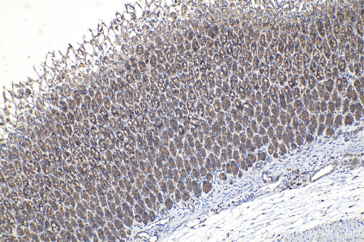 Immunohistochemical analysis of paraffin-embedded rat stomach tissue slide using KHC1094 (AQP5 IHC Kit).