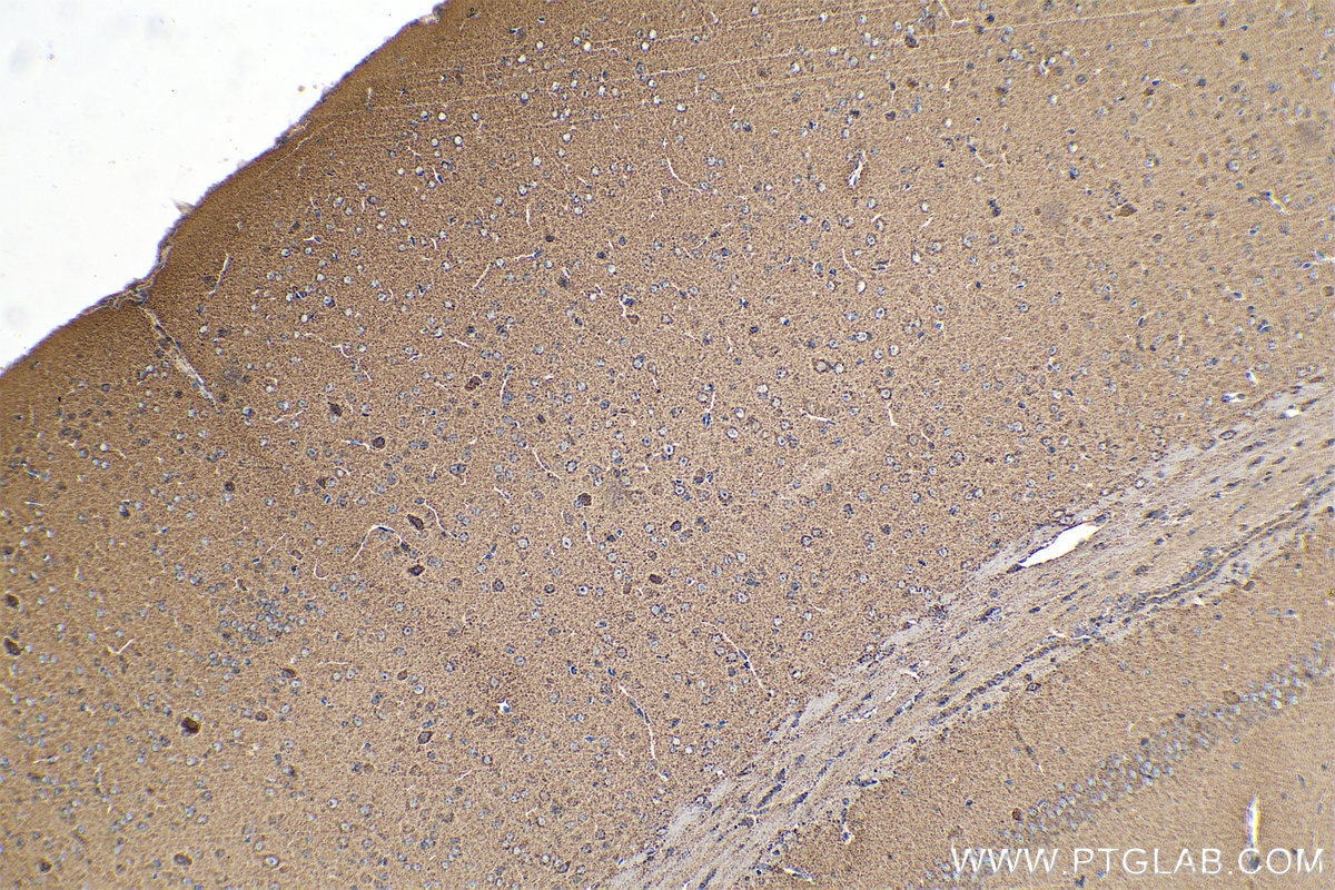 Immunohistochemical analysis of paraffin-embedded mouse brain tissue slide using KHC0757 (ARC IHC Kit).