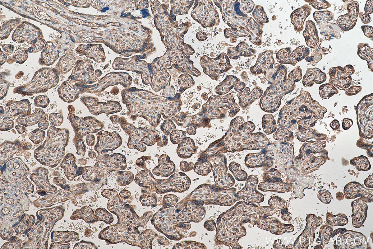 Immunohistochemical analysis of paraffin-embedded human placenta tissue slide using KHC0808 (Amphiregulin IHC Kit).
