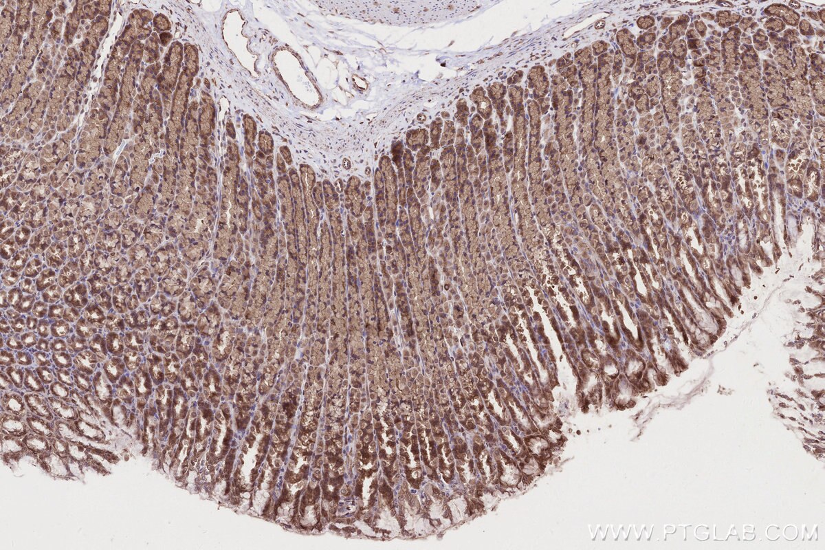 Immunohistochemical analysis of paraffin-embedded rat stomach tissue slide using KHC2679 (ARFGAP2 IHC Kit).