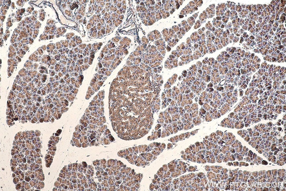 Immunohistochemical analysis of paraffin-embedded rat pancreas tissue slide using KHC0865 (ARFIP1 IHC Kit).