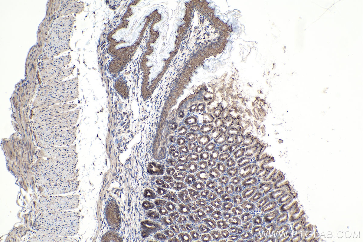 Immunohistochemical analysis of paraffin-embedded mouse stomach tissue slide using KHC0980 (ARFIP2 IHC Kit).
