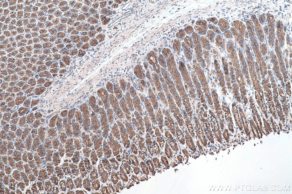 Immunohistochemical analysis of paraffin-embedded rat stomach tissue slide using KHC0717 (ARHGAP1 IHC Kit).