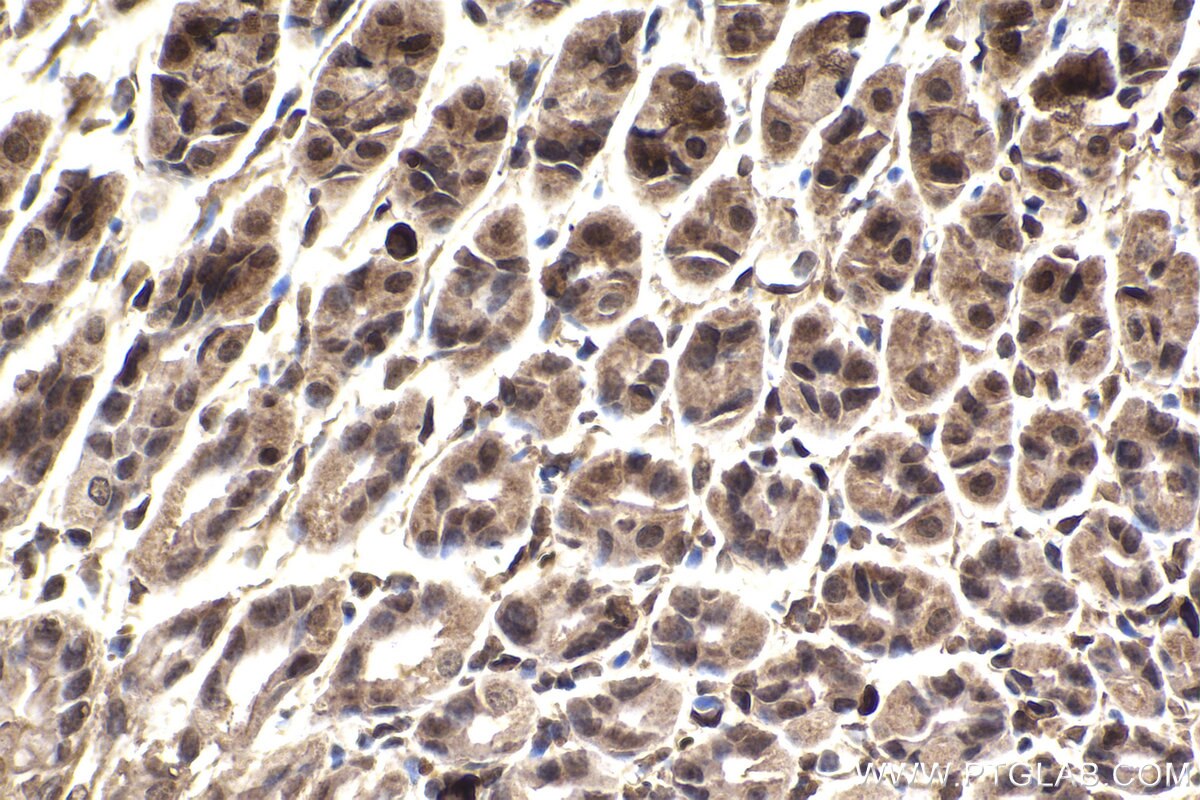 Immunohistochemical analysis of paraffin-embedded mouse stomach tissue slide using KHC2251 (ARL3 IHC Kit).