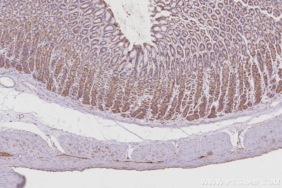 Immunohistochemical analysis of paraffin-embedded rat stomach tissue slide using KHC2959 (ARL8B IHC Kit).