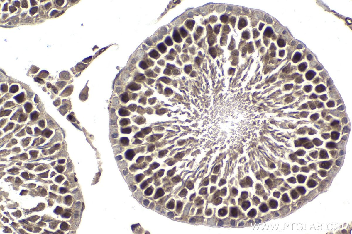 Immunohistochemical analysis of paraffin-embedded rat testis tissue slide using KHC1817 (ARMC8 IHC Kit).