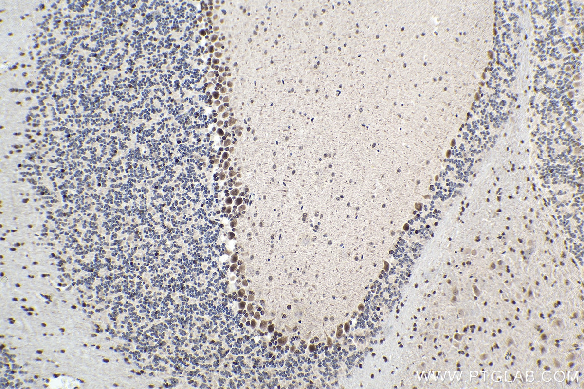 Immunohistochemical analysis of paraffin-embedded mouse cerebellum tissue slide using KHC1568 (ARNT IHC Kit).