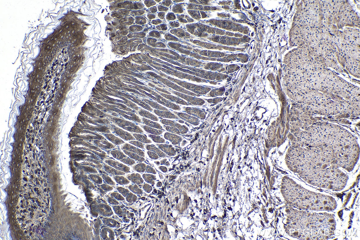 Immunohistochemical analysis of paraffin-embedded mouse stomach tissue slide using KHC1434 (ARPC2 IHC Kit).