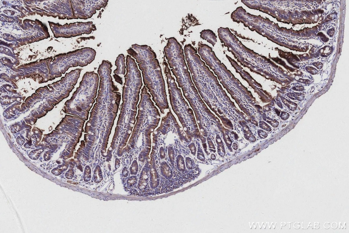 Immunohistochemical analysis of paraffin-embedded mouse small intestine tissue slide using KHC2948 (ASAH2 IHC Kit).