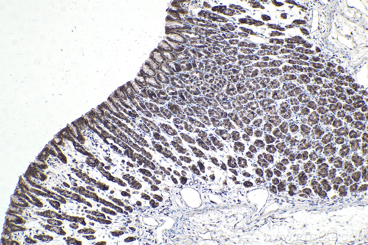 Immunohistochemical analysis of paraffin-embedded rat stomach tissue slide using KHC1899 (ATF6B IHC Kit).