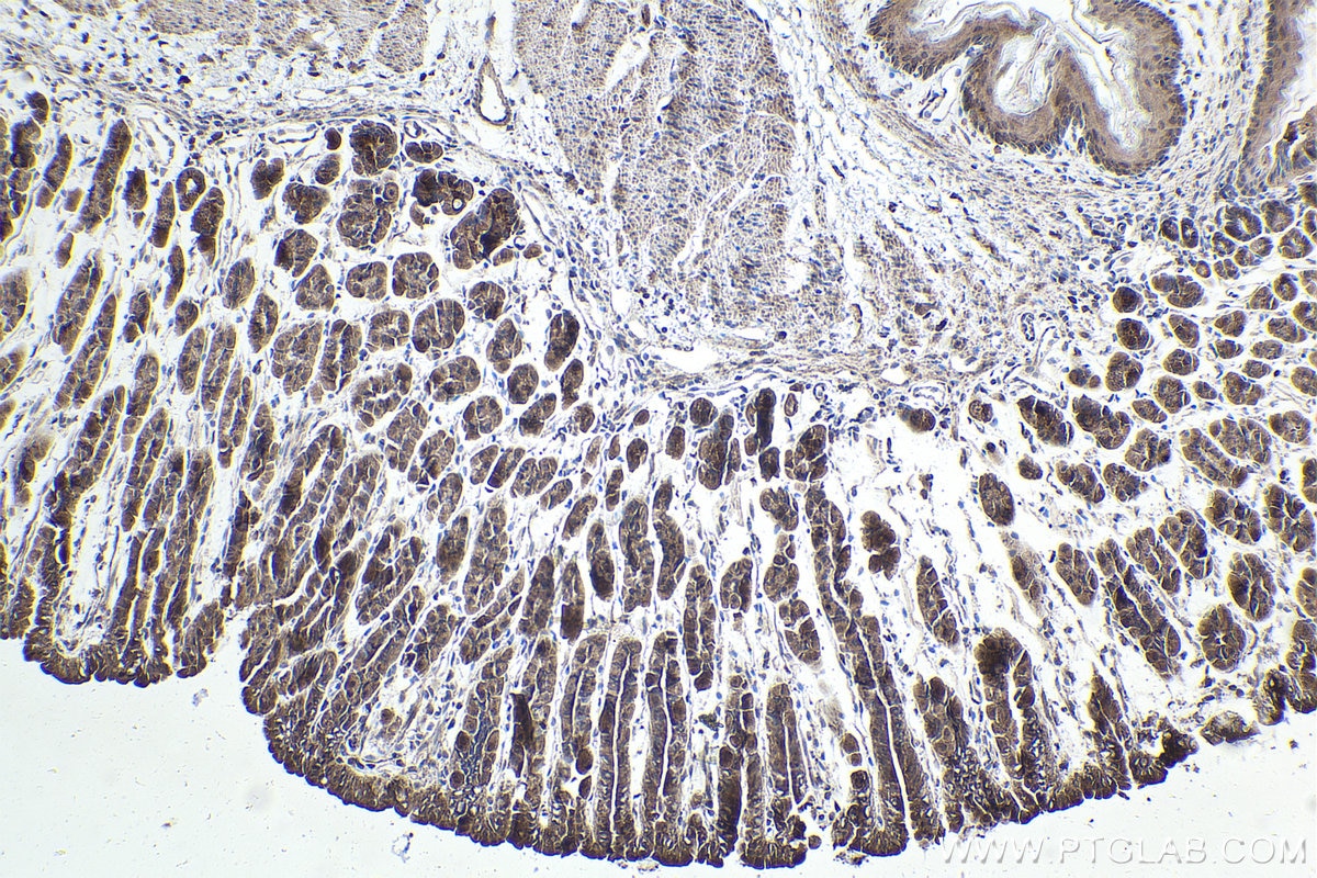 Immunohistochemical analysis of paraffin-embedded mouse stomach tissue slide using KHC1899 (ATF6B IHC Kit).