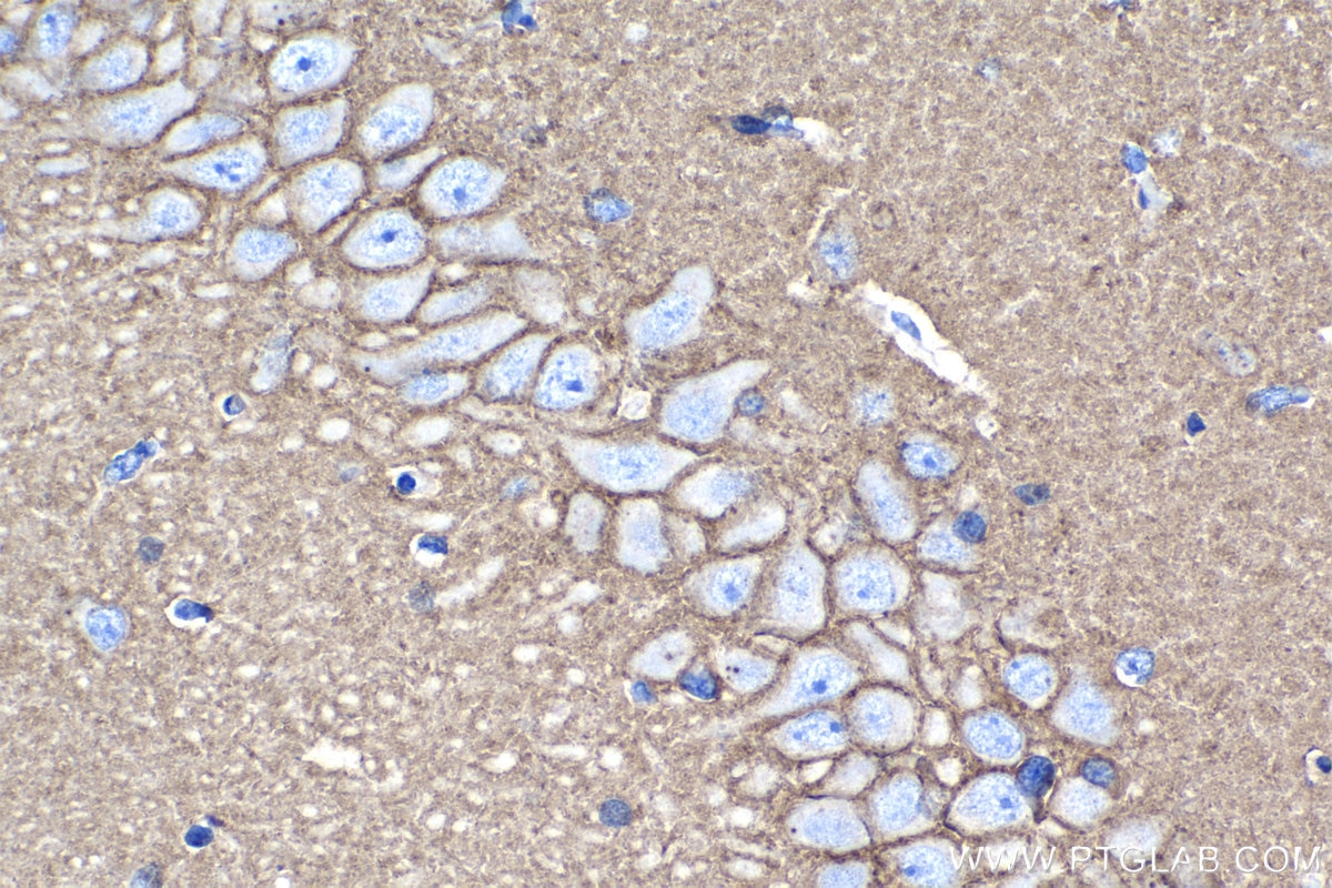 Immunohistochemical analysis of paraffin-embedded rat brain tissue slide using KHC1274 (ATP1A3 IHC Kit).