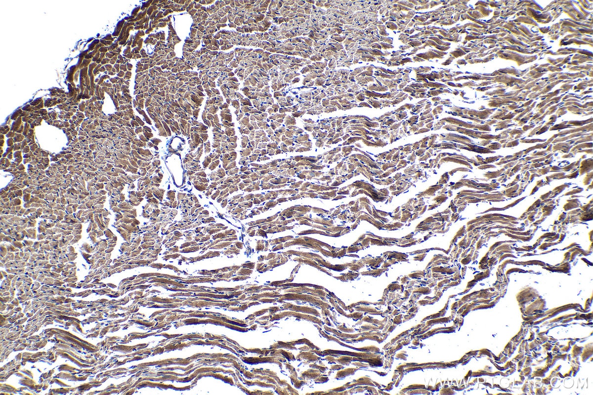 Immunohistochemical analysis of paraffin-embedded mouse heart tissue slide using KHC1353 (ATP5J IHC Kit).