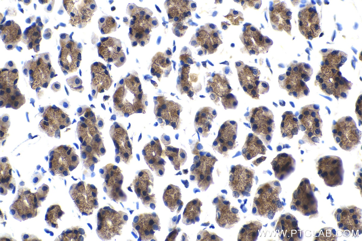 Immunohistochemical analysis of paraffin-embedded rat stomach tissue slide using KHC2064 (AURKA IHC Kit).