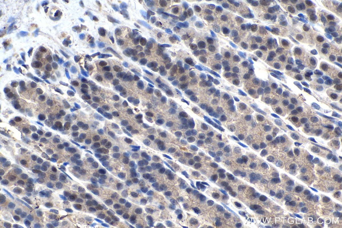 Immunohistochemical analysis of paraffin-embedded rat stomach tissue slide using KHC1440 (AXIN1 IHC Kit).