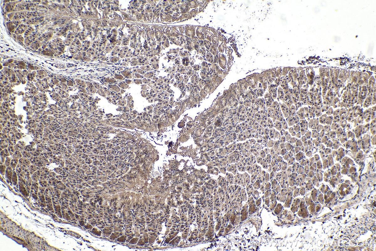 Immunohistochemical analysis of paraffin-embedded mouse stomach tissue slide using KHC1440 (AXIN1 IHC Kit).