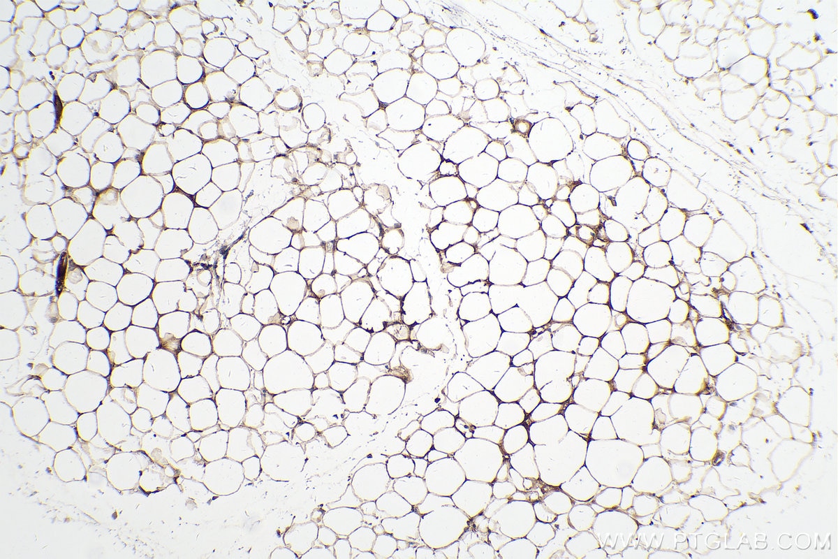 Immunohistochemical analysis of paraffin-embedded mouse brown adipose tissue slide using KHC0240 (Adiponectin IHC Kit).