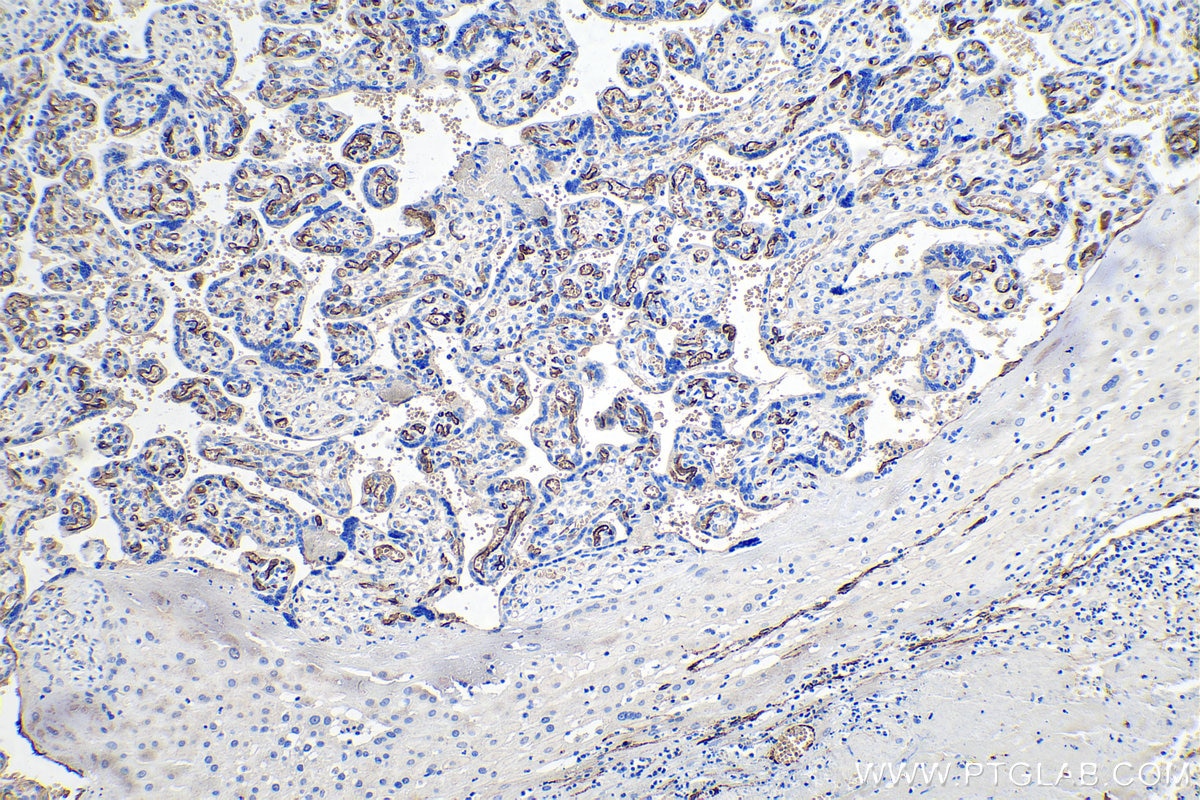 Immunohistochemical analysis of paraffin-embedded human placenta tissue slide using KHC0240 (Adiponectin IHC Kit).
