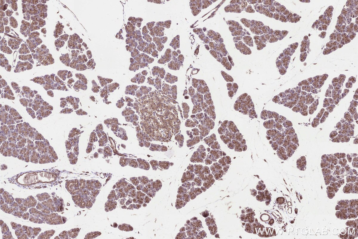 Immunohistochemical analysis of paraffin-embedded rat pancreas tissue slide using KHC3299 (B3GNT7 IHC Kit).