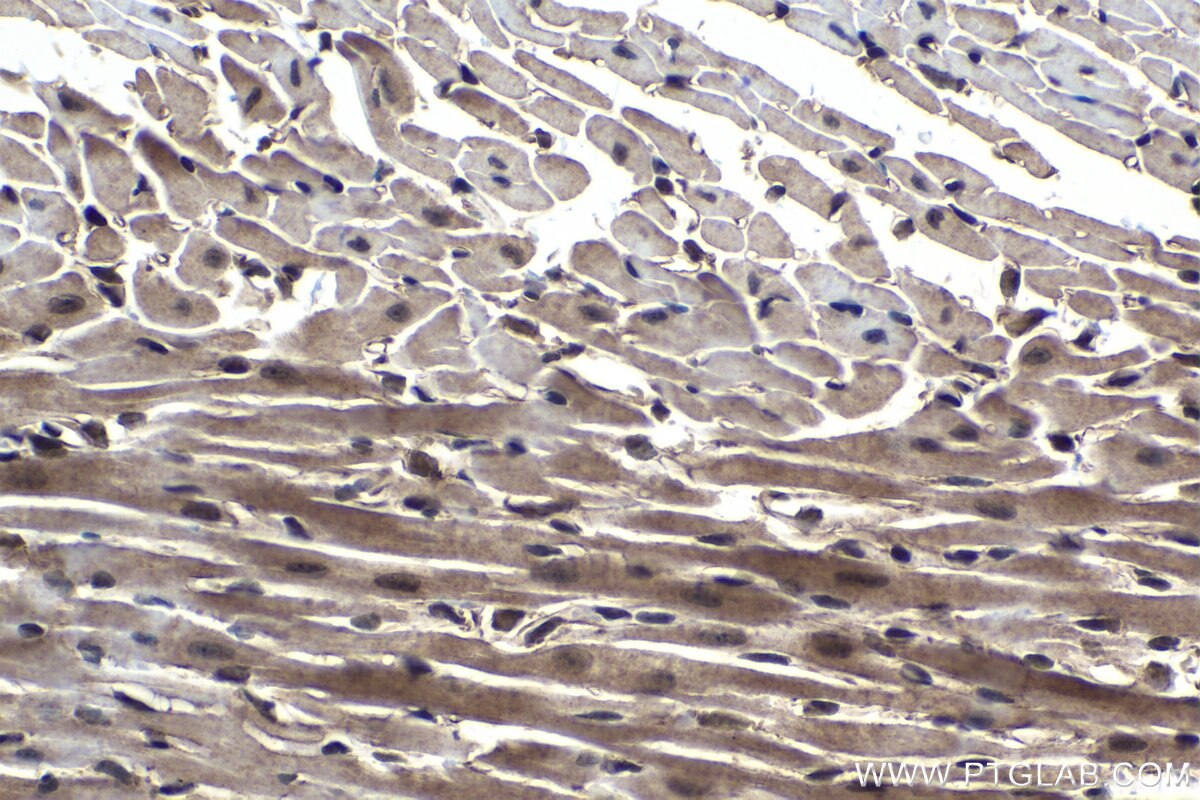 Immunohistochemical analysis of paraffin-embedded mouse heart tissue slide using KHC1031 (BAG5 IHC Kit).