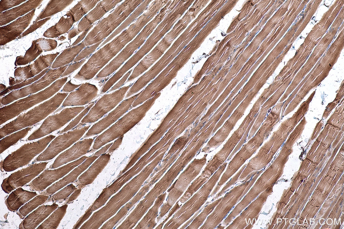 Immunohistochemical analysis of paraffin-embedded rat skeletal muscle tissue slide using KHC0605 (BAK IHC Kit).