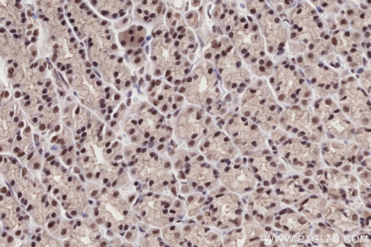 Immunohistochemical analysis of paraffin-embedded rat stomach tissue slide using KHC2693 (BANP IHC Kit).
