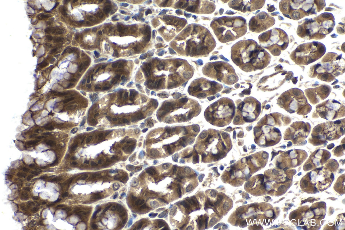 Immunohistochemical analysis of paraffin-embedded rat stomach tissue slide using KHC1502 (BCL10 IHC Kit).