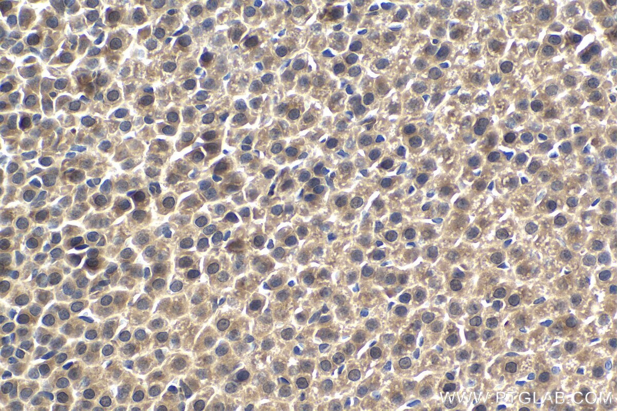 Immunohistochemical analysis of paraffin-embedded rat adrenal gland tissue slide using KHC1502 (BCL10 IHC Kit).