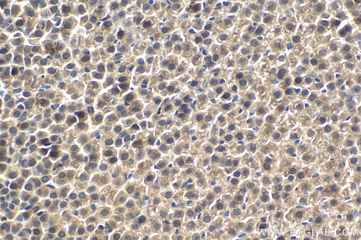 Immunohistochemical analysis of paraffin-embedded rat adrenal gland tissue slide using KHC1502 (BCL10 IHC Kit).