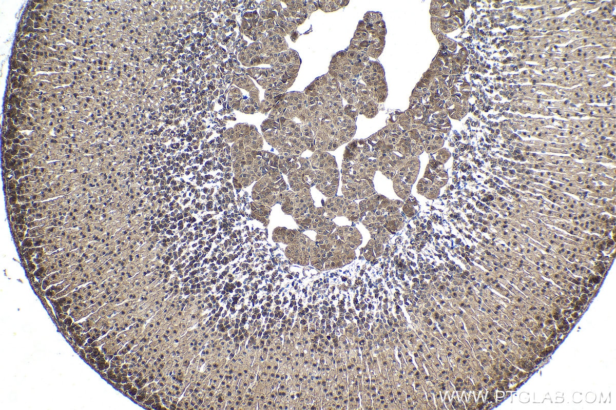 Immunohistochemical analysis of paraffin-embedded mouse adrenal gland tissue slide using KHC1502 (BCL10 IHC Kit).