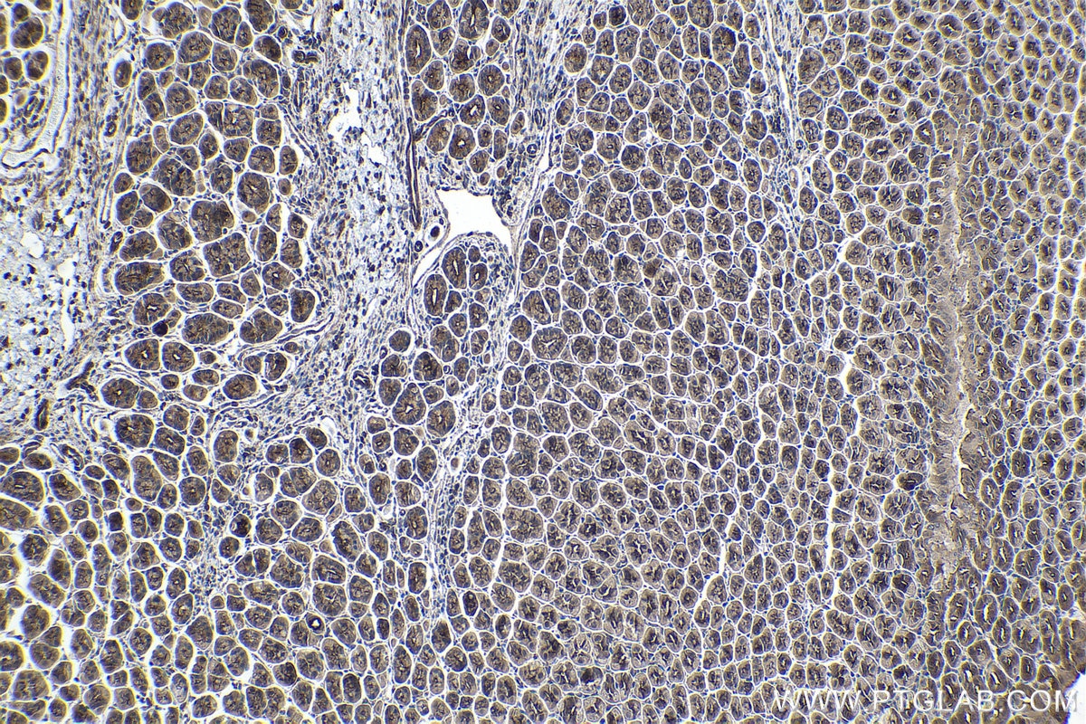 Immunohistochemical analysis of paraffin-embedded mouse stomach tissue slide using KHC1502 (BCL10 IHC Kit).